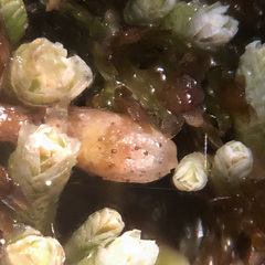Bryochiton microscopicus