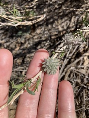 Krascheninnikovia lanata