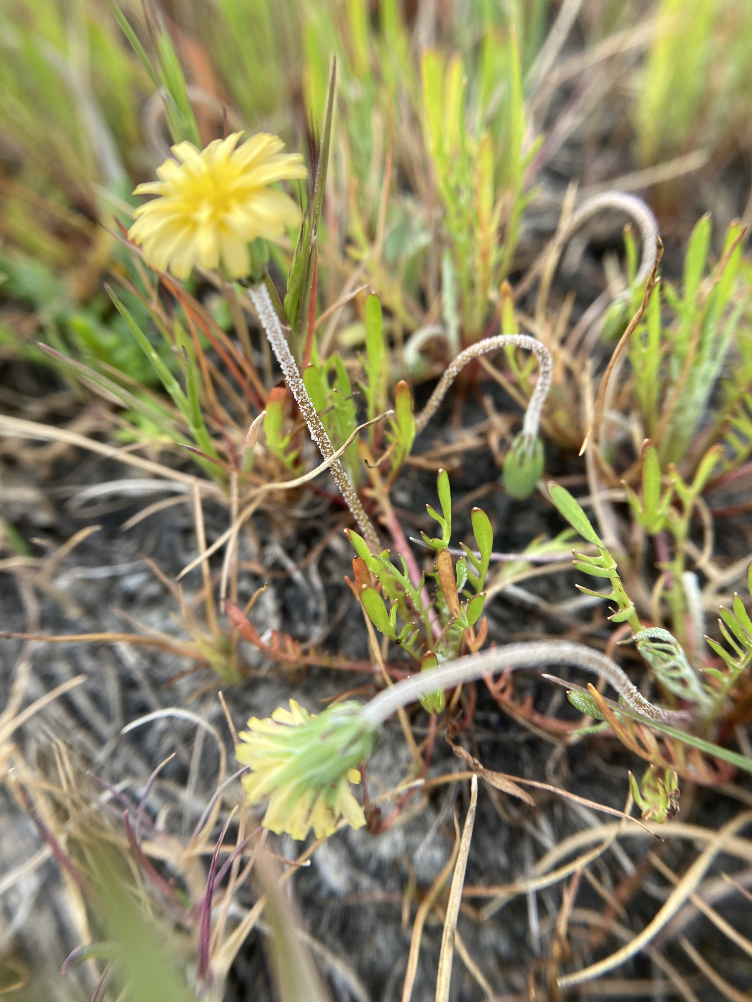 Microseris campestris