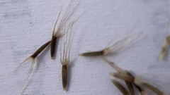 Microseris campestris