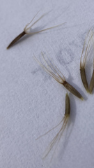 Microseris campestris