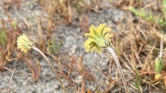 Microseris campestris