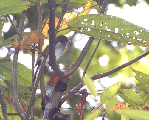 Mangrove Whistler (Pachycephala cinerea), photo 5