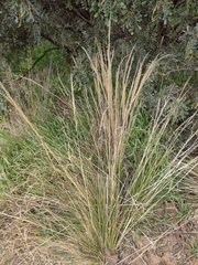 Deschampsia nubigena