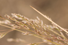 Deschampsia nubigena