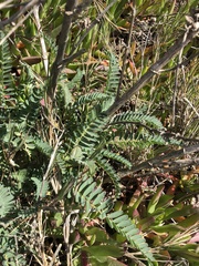 Astragalus pycnostachyus pycnostachyus