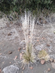 Deschampsia nubigena