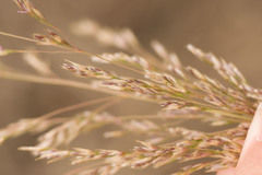 Deschampsia nubigena