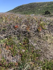Astragalus pycnostachyus pycnostachyus