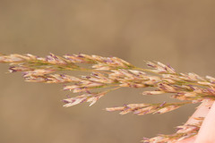 Deschampsia nubigena