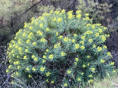 Euphorbia dendroides