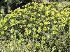 Euphorbia dendroides