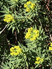 Euphorbia dendroides
