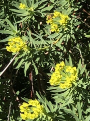 Euphorbia dendroides