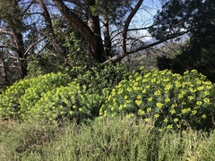 Euphorbia dendroides