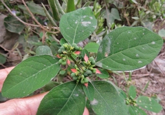 Euphorbia elliptica