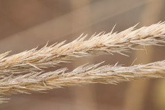 Agrostis sandwicensis