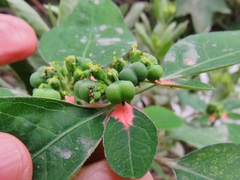 Euphorbia elliptica