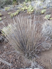 Agrostis sandwicensis