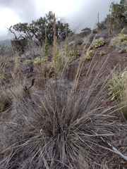 Agrostis sandwicensis