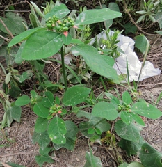 Euphorbia elliptica