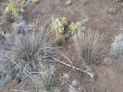 Agrostis sandwicensis