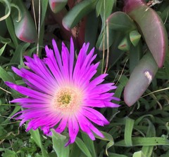 Carpobrotus virescens