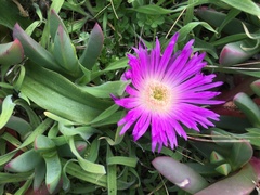 Carpobrotus virescens