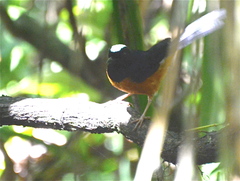 Copsychus stricklandii stricklandii