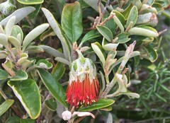 Diplolaena dampieri