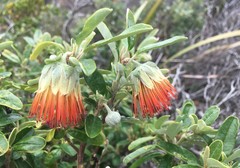 Diplolaena dampieri