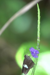 Notocrypta paralysos