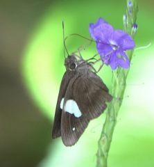 Notocrypta paralysos