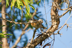 Conopophila albogularis