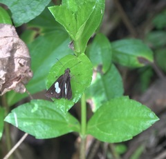 Notocrypta paralysos