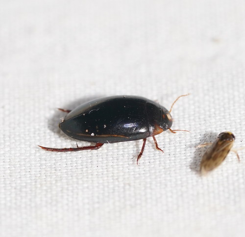 Platynectes decempunctatus