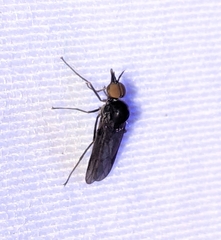 Iteaphila