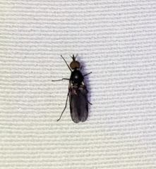 Iteaphila