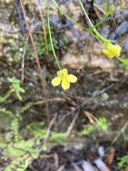 Goodenia rostrivalvis