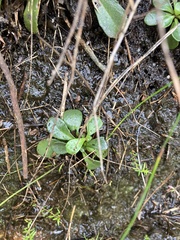 Goodenia rostrivalvis
