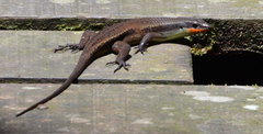 Eutropis rudis
