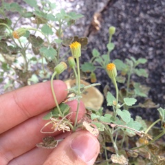 Perityle reinana