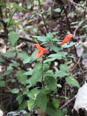 Clinopodium macrostemum