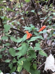 Clinopodium macrostemum