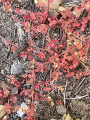 Pterostegia drymarioides