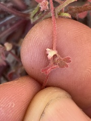 Pterostegia drymarioides