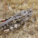 Olancha Red-wing Grasshopper - Photo (c) James Bailey, some rights reserved (CC BY-NC), uploaded by James Bailey
