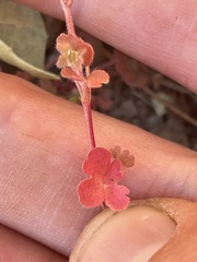 Pterostegia drymarioides
