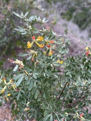 Acmispon dendroideus dendroideus