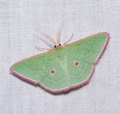 Chlorocoma cadmaria